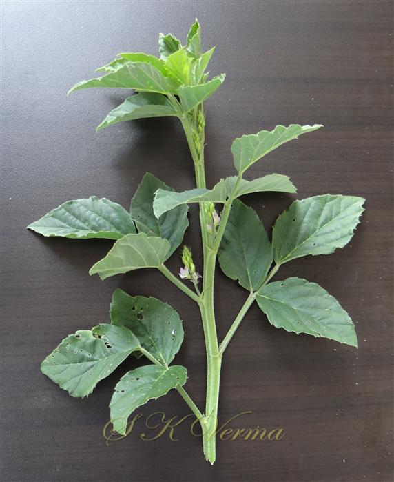  Branch with leaves and Inflorescence